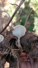 Crepidotus applanatus