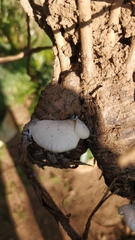Crepidotus applanatus