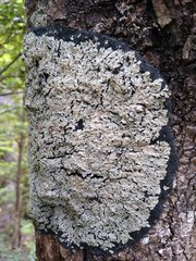 Pannaria athroophylla