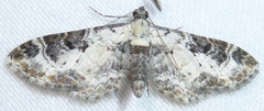 Prorella gypsata