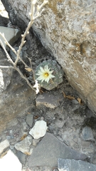 Strombocactus disciformis disciformis