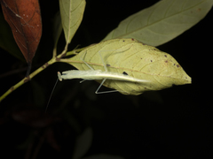 Sinomantis denticulata