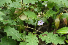Solanum vicinum