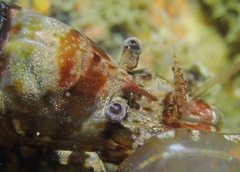 Heptacarpus taylori