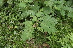 Solanum vicinum