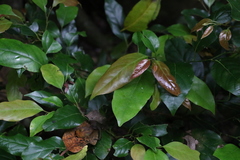 Cryptocarya erythroxylon