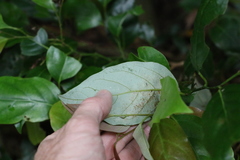 Cryptocarya erythroxylon