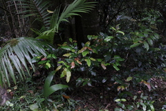 Cryptocarya erythroxylon