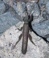 Prisopus berosus