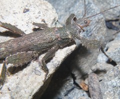 Prisopus berosus