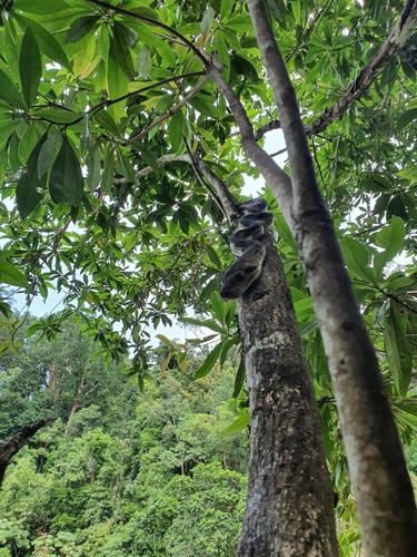 Australian Scrub Python sighting