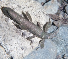 Prisopus berosus