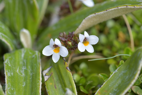 Image of Lesser New Zealand Eyebright (Euphrasia zelandica) by (c) Christopher Stephens, some rights reserved (CC BY-SA)