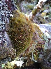 Leptostomum inclinans