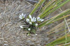 Gentianella montana ionostigma