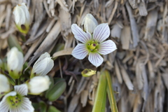 Gentianella montana ionostigma