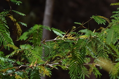 Vachellia hindsii