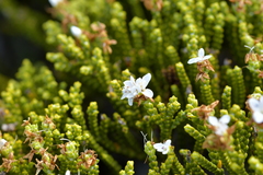 Veronica tetragona
