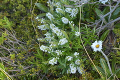 Veronica truncatula