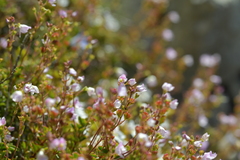 Veronica hookeriana