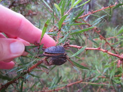 Hakea linearis