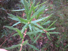 Hakea linearis
