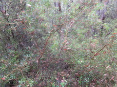 Hakea linearis