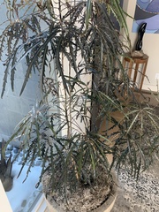 Plerandra elegantissima