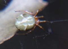 Nihonhimea tesselata