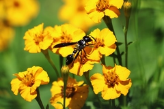 Zethus spinipes variegatus