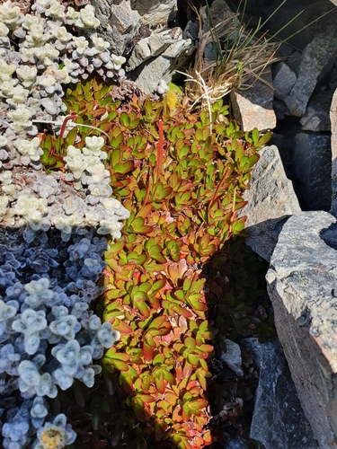 Epilobium crassum (Epilobium crassum)