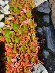 Epilobium crassum