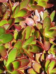 Epilobium crassum