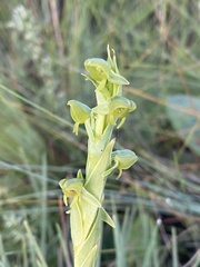 Habenaria laevigata