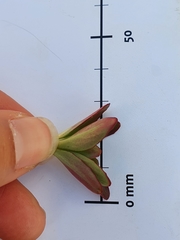 Epilobium crassum