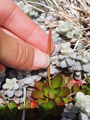 Epilobium crassum