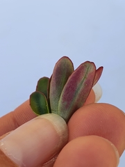 Epilobium crassum