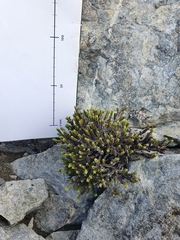 Veronica tetrasticha