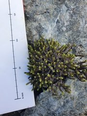 Veronica tetrasticha