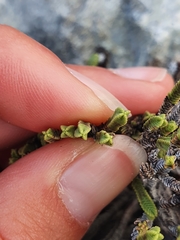 Veronica tetrasticha