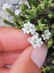 Veronica tetrasticha
