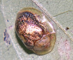 Coptocycla sordida
