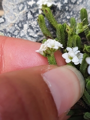 Veronica tetrasticha