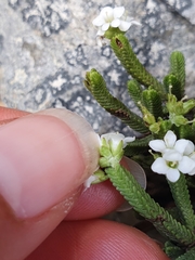 Veronica tetrasticha