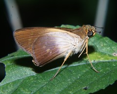 Calpodes esperi