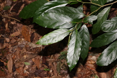 Alangium polyosmoides tomentosum