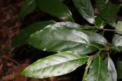 Alangium polyosmoides tomentosum