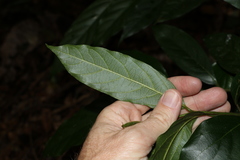 Alangium polyosmoides tomentosum