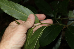 Alangium polyosmoides tomentosum