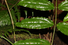Ripogonum discolor